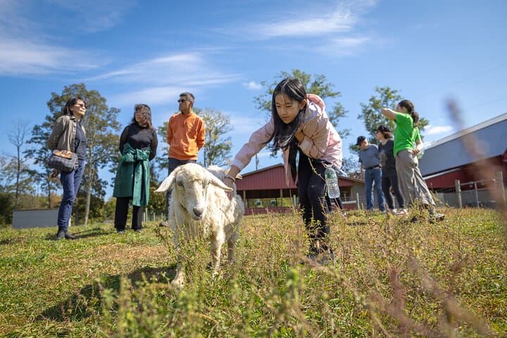 Hudson Valley Llama & Alpaca Hike — Farm Tour and Animal Encounter photo 3