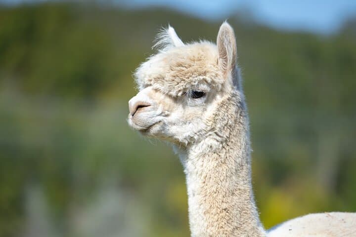 Hudson Valley Llama & Alpaca Hike — Farm Tour and Animal Encounter photo 4