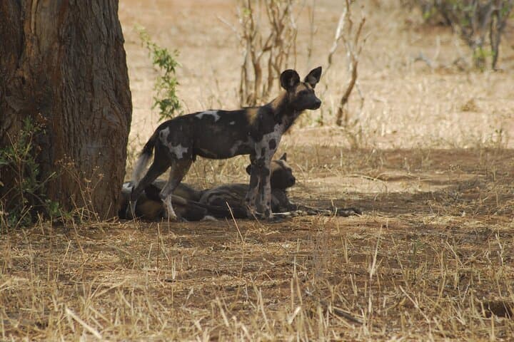 4-Day Budget Safari from Arusha — Tarangire, Ngorongoro & Lake Manyara photo 4