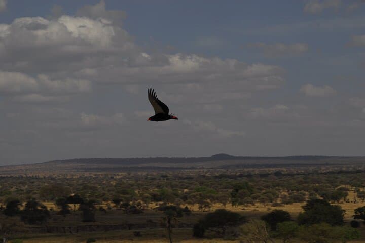 4-Day Budget Safari from Arusha — Tarangire, Ngorongoro & Lake Manyara photo 3