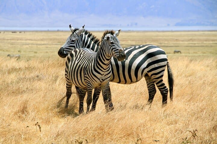 7-Day Small-Group Tanzania Safari — Tarangire, Ngorongoro & Serengeti Adventure