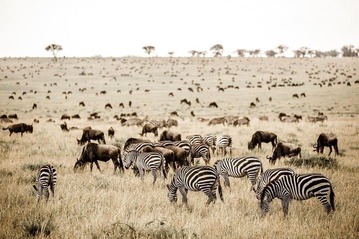 7-Day Small-Group Tanzania Safari — Tarangire, Ngorongoro & Serengeti Adventure photo 2