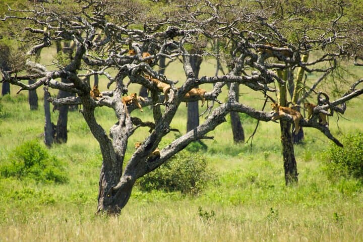 7-Day Small-Group Tanzania Safari — Tarangire, Ngorongoro & Serengeti Adventure photo 3