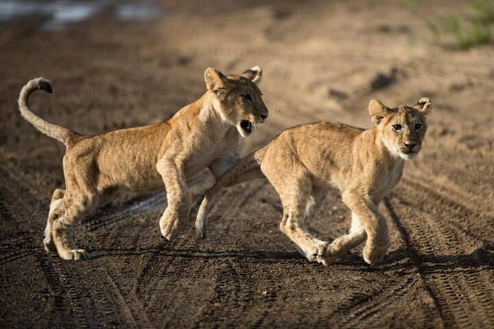7-Day Small-Group Tanzania Safari — Tarangire, Ngorongoro & Serengeti Adventure photo 4