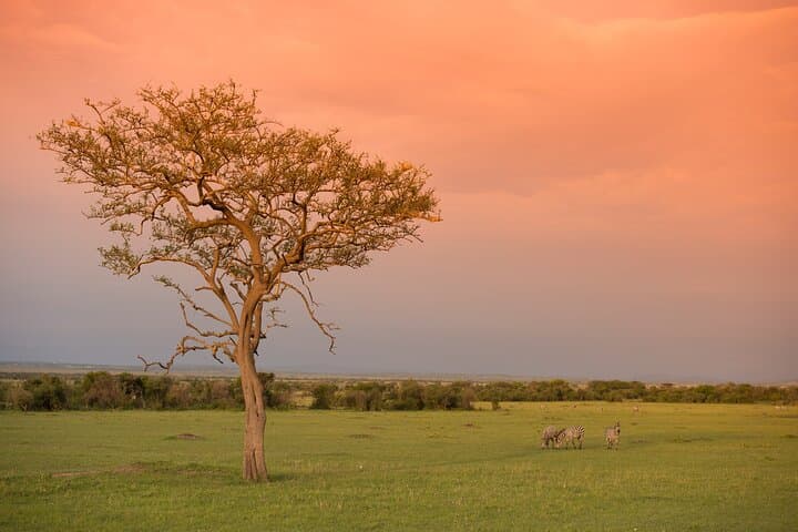 7-Day Small-Group Tanzania Safari — Tarangire, Ngorongoro & Serengeti Adventure photo 5