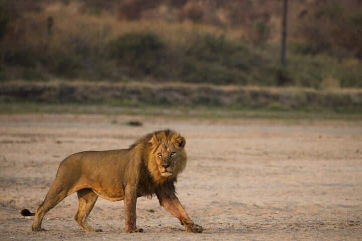7-Day Small-Group Tanzania Safari — Tarangire, Ngorongoro & Serengeti Adventure photo 6