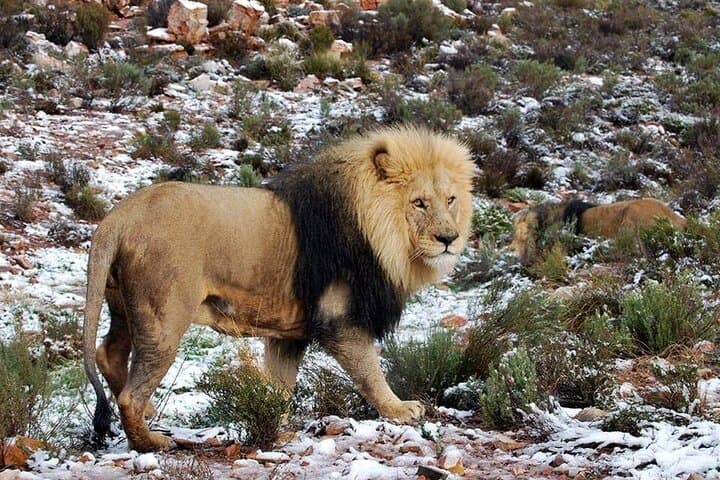 Sunset Big 5 Aquila Safari: Snacks and Wine Tasting from Cape Town