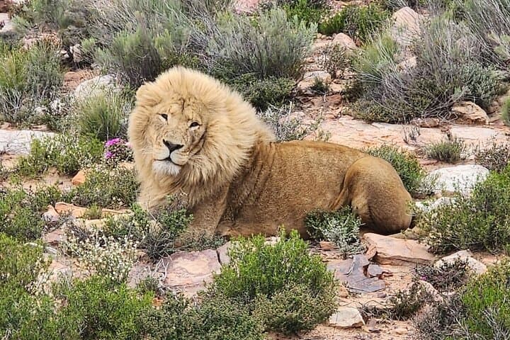 Sunset Big 5 Aquila Safari: Snacks and Wine Tasting from Cape Town photo 4