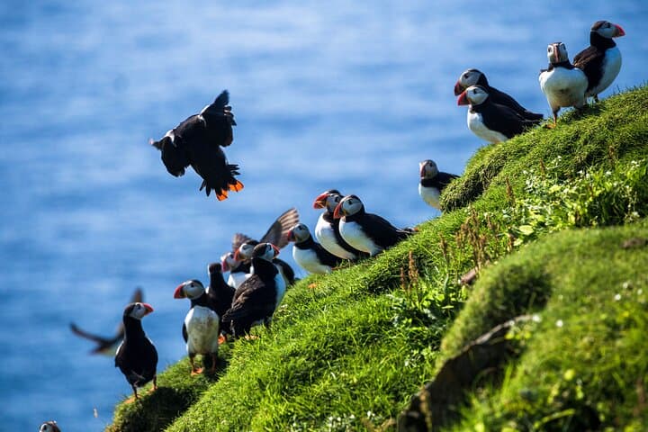 Private Westman Islands Day Tour — Heimaey Volcano Hike, Puffins & Coastal Wonders