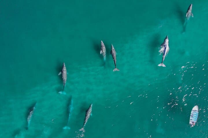 Small-Group Gray Whale Watching with Marine Biologist from La Paz photo 4