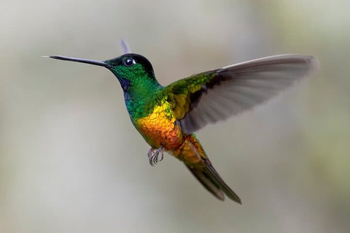 Hummingbirds at Monserrate: Bogotá Birding Tour to See the Sword-billed Hummingbird photo 2