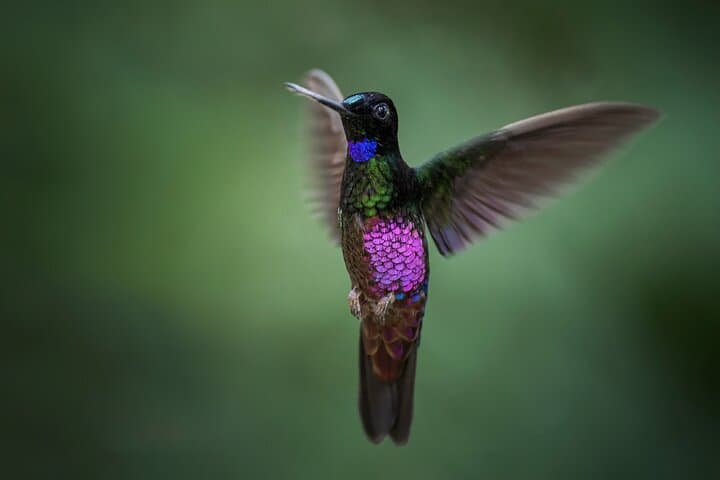 Hummingbirds at Monserrate: Bogotá Birding Tour to See the Sword-billed Hummingbird