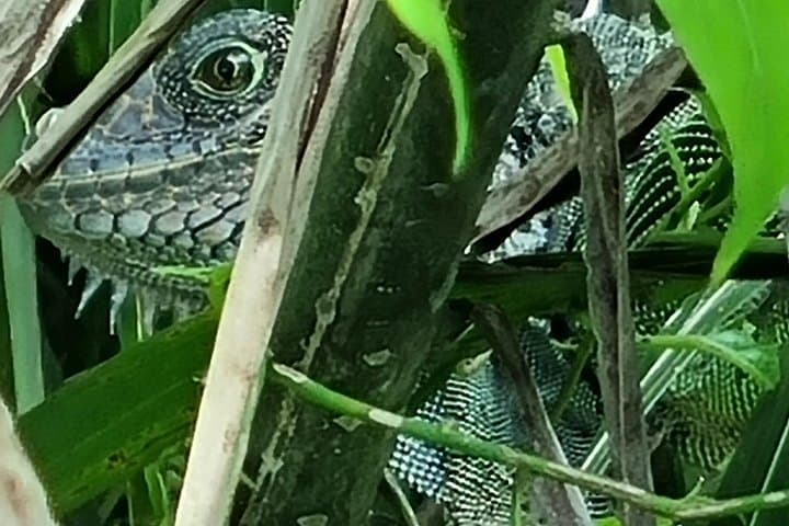 Private Panama Canal Ocean-to-Ocean Adventure: Gatun Lake, Locks & Wildlife photo 4