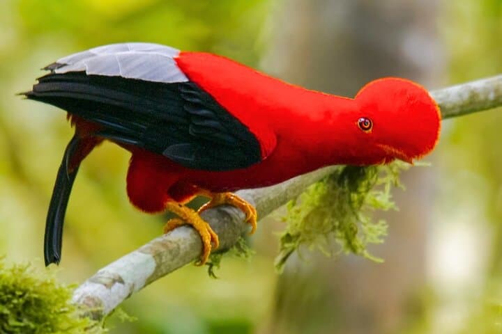 3-Day Manu Jungle Tour from Cusco — Macaws, Cloud Forests & River Tubing photo 2