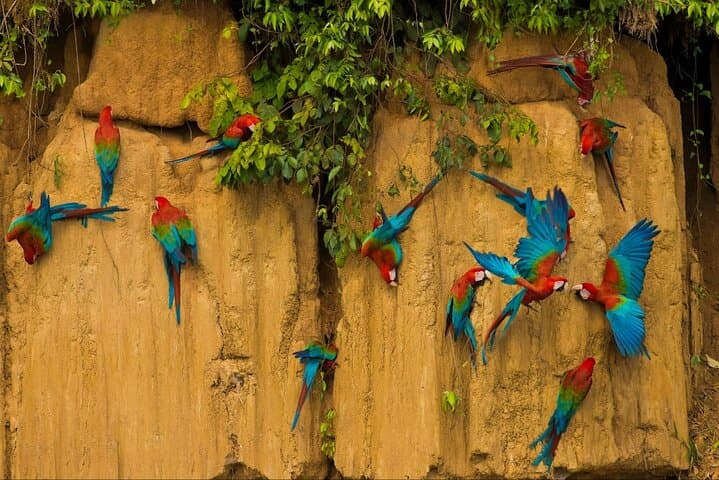 3-Day Manu Jungle Tour from Cusco — Macaws, Cloud Forests & River Tubing photo 6