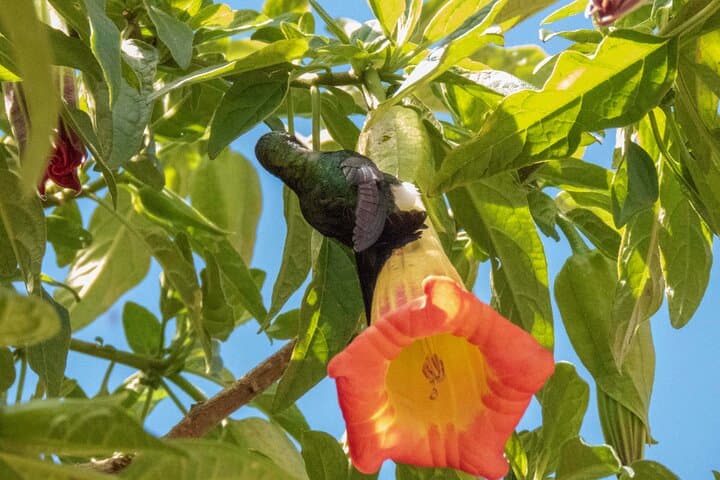 Hummingbirds at Monserrate: Bogotá Birding Tour to See the Sword-billed Hummingbird photo 3