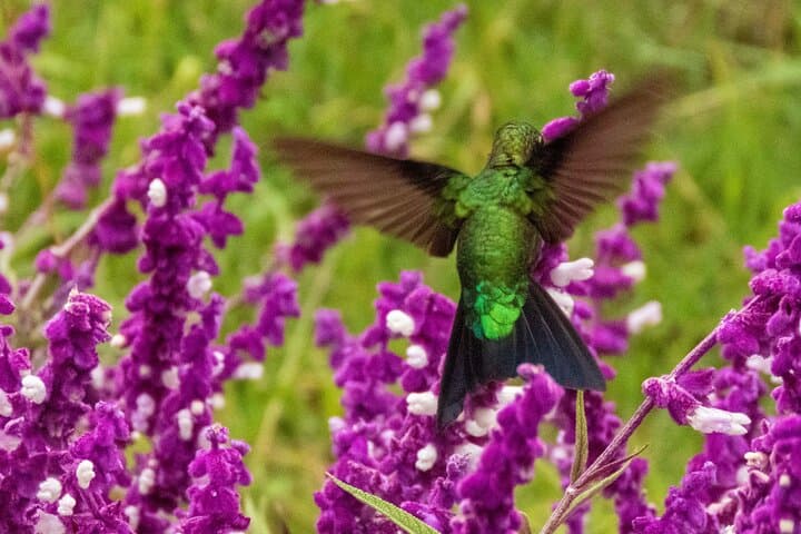 Hummingbirds at Monserrate: Bogotá Birding Tour to See the Sword-billed Hummingbird photo 6