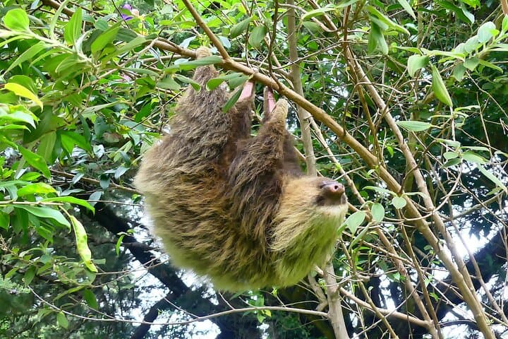 Cloud Forest Hike 30 Minutes From San José: Cerro Dantas Slow-Hiking for Birds & Sloths photo 2