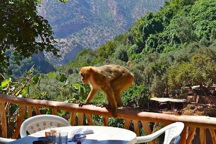 Ourika Valley Day Trip from Marrakech with Traditional Berber Meal photo 2