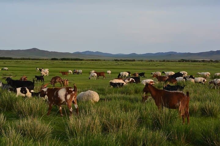 Hustai National Park & Nomadic Homestay: 2-Day Takhi Encounter from Ulaanbaatar photo 6