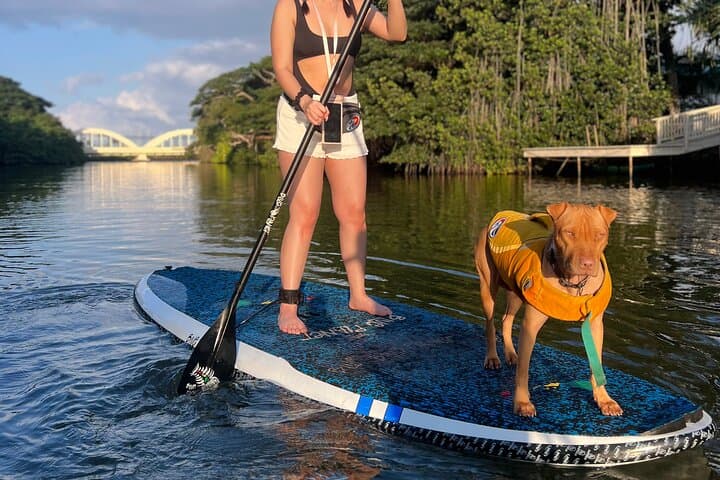 Paddle Board Haleiwa North Shore with Rescue Dogs — SUP Experience in Hale'iwa photo 5