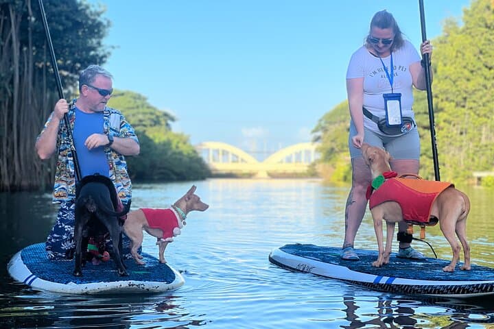 Paddle Board Haleiwa North Shore with Rescue Dogs — SUP Experience in Hale'iwa photo 3