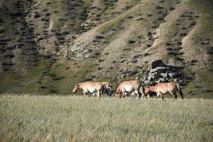 Hustai National Park & Nomadic Homestay: 2-Day Takhi Encounter from Ulaanbaatar photo 2