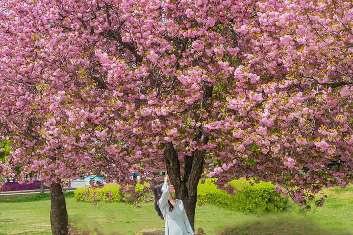 Seoul King Cherry Blossom Trail: Boramae Park to Starfield Hanam One-Day Tour photo 3