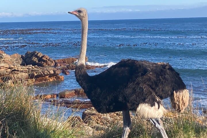 Cape Peninsula Day Trip: Cape of Good Hope, Chapman's Peak & Boulders Beach Penguins photo 2
