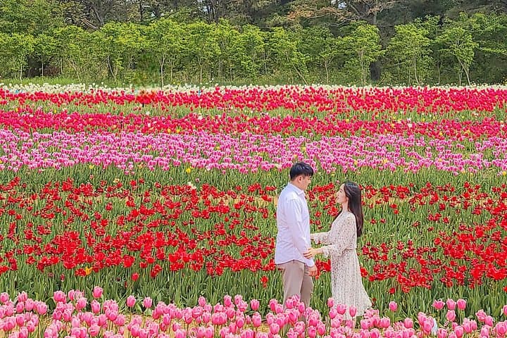 Seoul Day Trip to Taean: Tulip Festival & Strawberry Picking