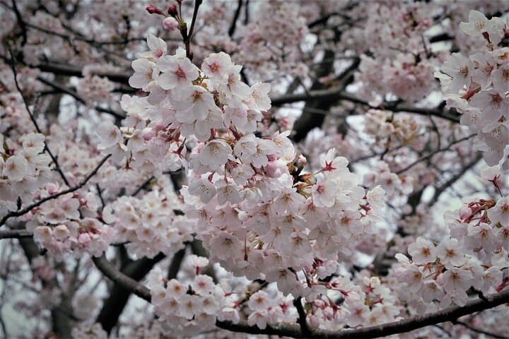 Nagoya Cherry Blossom Private Sightseeing Tour: Castle Views & Hidden Parks photo 4