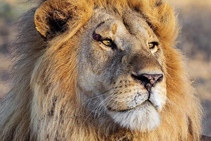 3-Day Serengeti and Ngorongoro Camping Safari: Serengeti National Park Tour