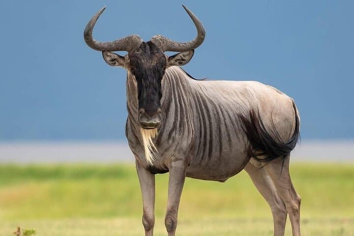 3-Day Serengeti and Ngorongoro Camping Safari: Serengeti National Park Tour photo 2
