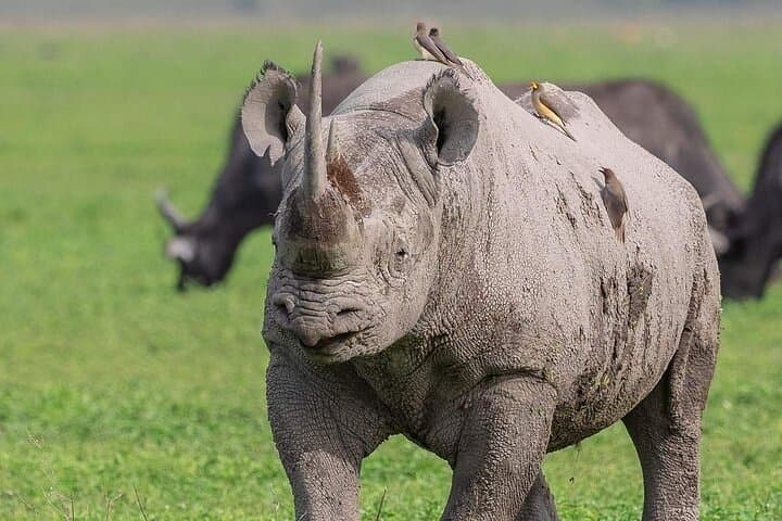 3-Day Serengeti and Ngorongoro Camping Safari: Serengeti National Park Tour photo 3