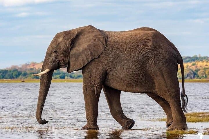 3-Day Serengeti and Ngorongoro Camping Safari: Serengeti National Park Tour photo 4