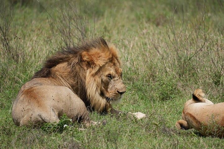 3-Day Serengeti and Ngorongoro Camping Safari: Serengeti National Park Tour photo 5
