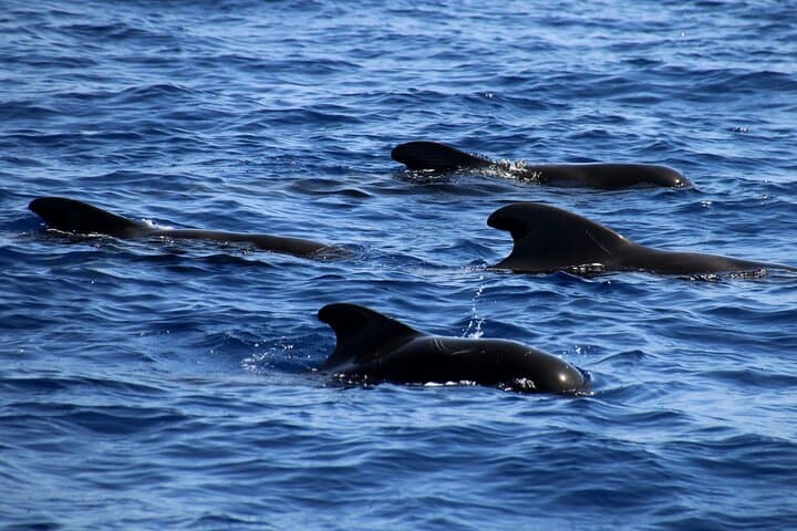 Vintage-boat whale watching from Playa Santiago, La Gomera photo 3