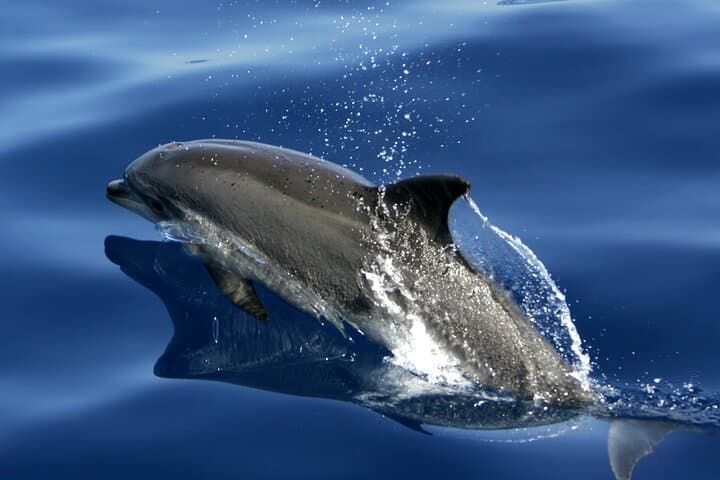 Vintage-boat whale watching from Playa Santiago, La Gomera photo 4