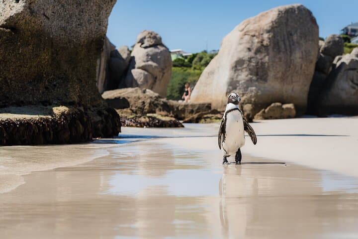 Cape Point Full-Day Sightseeing: Penguins, Lighthouse Hikes & Coastal Views photo 6