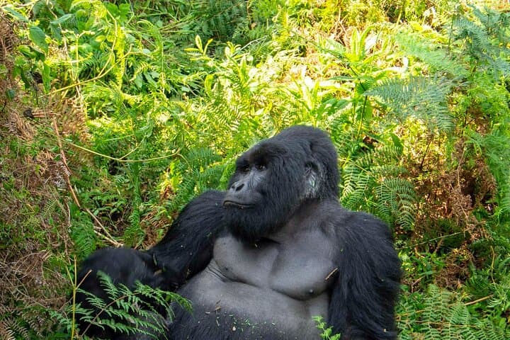 2-Day Gorilla Trekking and Lake Mutanda Adventure from Kigali