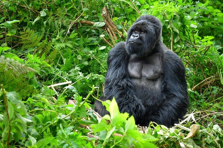 2-Day Gorilla Trekking and Lake Mutanda Adventure from Kigali photo 2