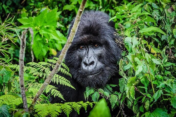 2-Day Gorilla Tracking in Rwanda and Lake Kivu Adventure