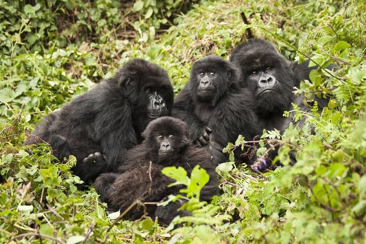 2-Day Gorilla Tracking in Rwanda and Lake Kivu Adventure photo 3