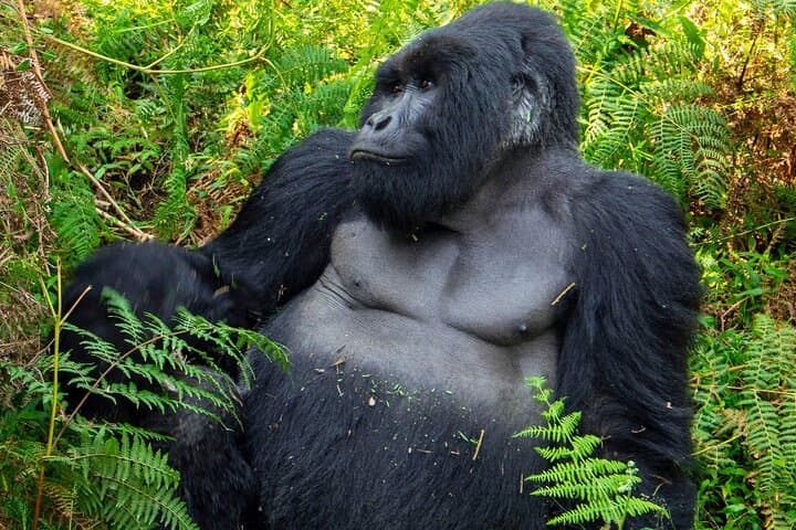 2-Day Gorilla Tracking in Rwanda and Lake Kivu Adventure photo 4