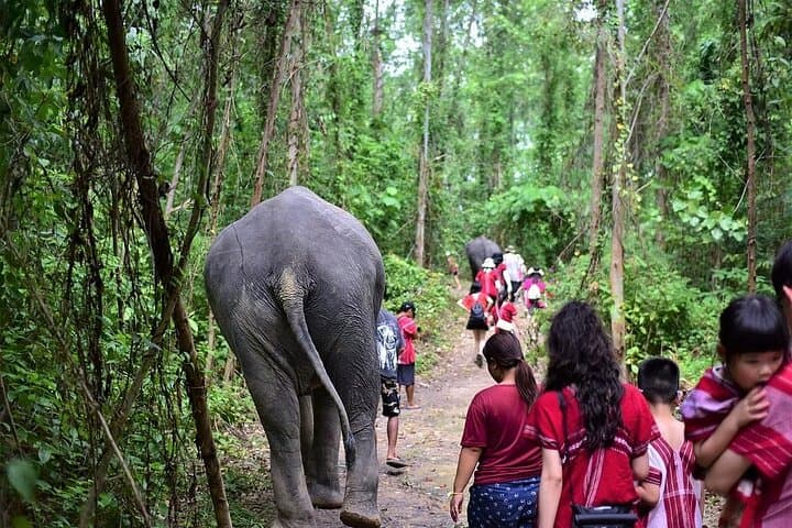 Phuket Elephant Sanctuary & Karen Tribe Immersion: Ethical Elephant Encounters and Jungle Walk photo 3