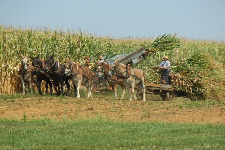 Amish Farmlands Tour: Guided Minibus Through Lancaster's Plain Country