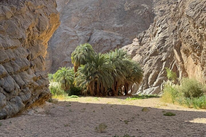 Wadi Hisma Day Trip from Tabuk — Ship Rock, Secret Garden & Bajdah Wildlife photo 4