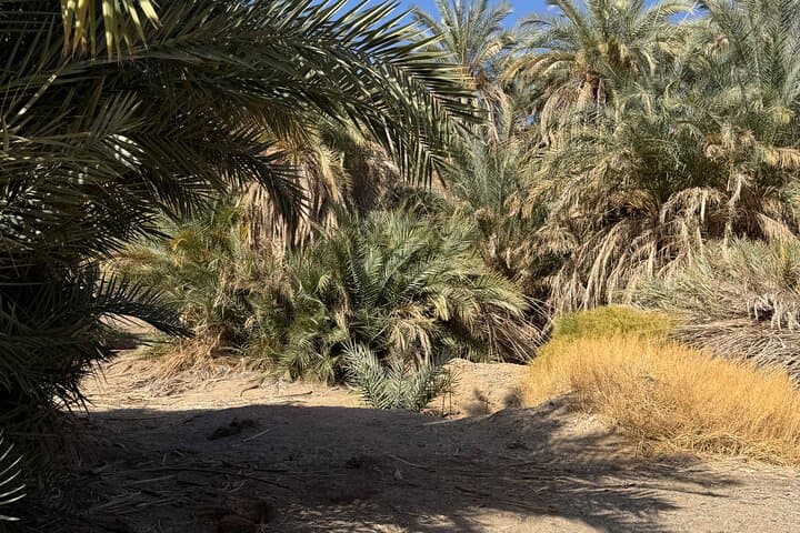 Wadi Hisma Day Trip from Tabuk — Ship Rock, Secret Garden & Bajdah Wildlife photo 6