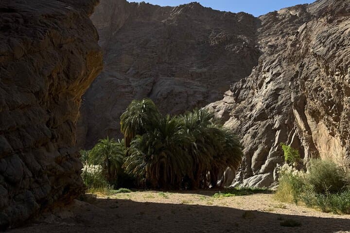 Wadi Hisma Day Trip from Tabuk — Ship Rock, Secret Garden & Bajdah Wildlife photo 5