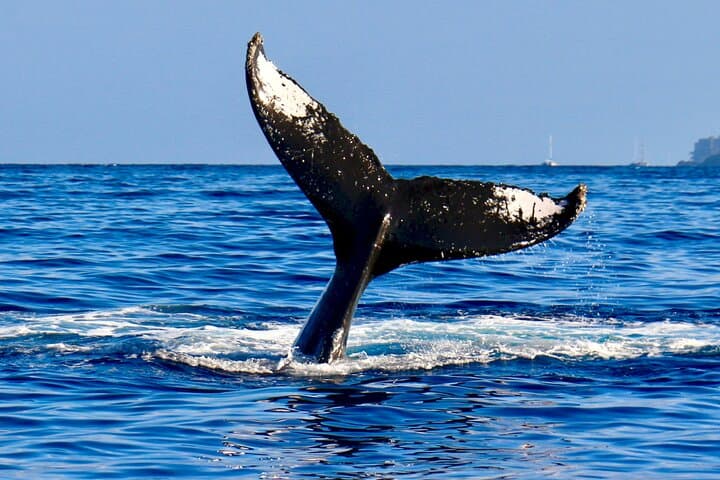 Hermanus Whale Watching & Cape Winelands Day Tour from Cape Town